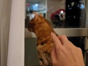 Preview 6 of Pussy likes to lick by the window .... Her tail wagging sexily ....