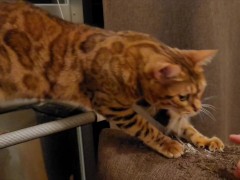 Pussy likes to lick by the window .... Her tail wagging sexily ....