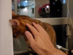 Pussy likes to lick by the window .... Her tail wagging sexily ....