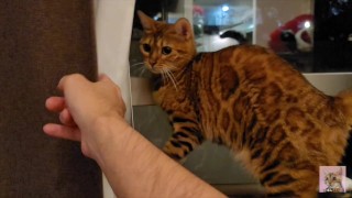 Kitten gosta de lamber junto à janela ... Cauda abanando sensualmente ...