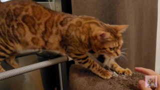 Pussy likes to lick by the window .... Her tail wagging sexily ....