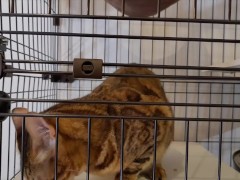 Pussy who wants your treat and tries hard to lick it . . I can see all the way into her mouth!