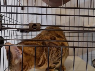 Pussy who wants your treat and tries hard to lick it . . I can see all the way into her mouth!
