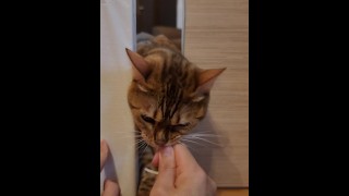 顽皮的猫咪从门缝里向你打趣。 奖励她吃点东西。