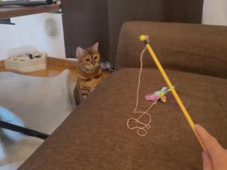 A Furry Pussy Gets Excited by a Toy And runs Amok on the Sofa.... TheBed IsBroken.