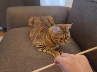 A gets excited by a toy and runs amok on the sofa