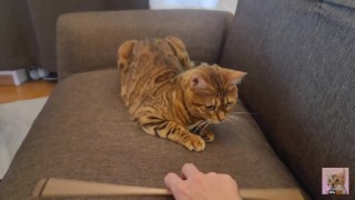 Un gatito se excita con un juguete y se agita violentamente en el sofá .... La cama está rota ...