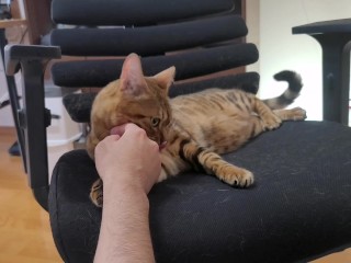 子猫ちゃんはあなたを噛むのが大好き．あなたを掴んで離さない