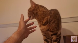 Playing in the furry kitty's bedroom .... Do you like pussy that lick you carefully?