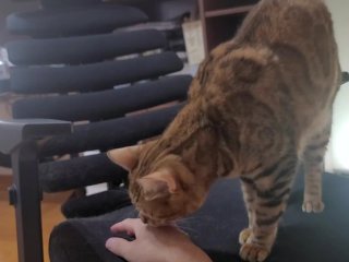 When you pet the furry pussy, she grooms you in return ... . Bites hurt.