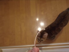 The furry pussy will jump at you for your treats .....