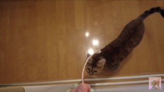 The furry pussy will jump at you for your treats .....