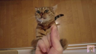 The furry pussy will jump at you for your treats .....