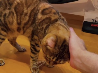 かわいい毛皮のような猫