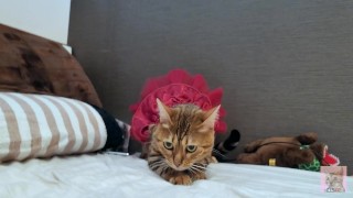Um gatinho com um vestido sexy olha para si na sua cama ... Começa uma noite romântica.