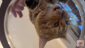 You can see the pussy eating through the glass.