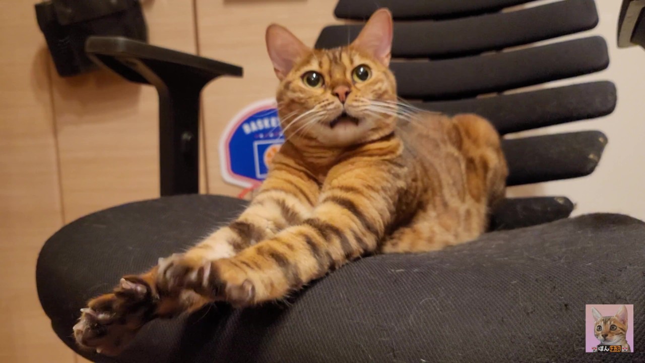 Вблизи и лично с сексуальным котенком ... Вы даже можете четко видеть ее  поры. - Pornhub.com