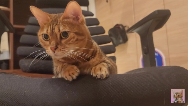 Furry pussycat toy review. Here&#x27;s a toy that will make you jump for joy!