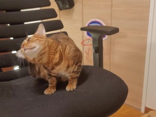 Furry pussycat toy review. Here’s a toy that will make you jump for joy!