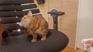 Furry pussycat toy review. Here's a toy that will make you jump for joy!