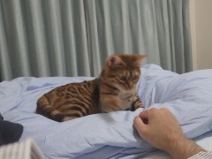 Video A furry kitty invites you to bed at night ... . I want to spend time with you.