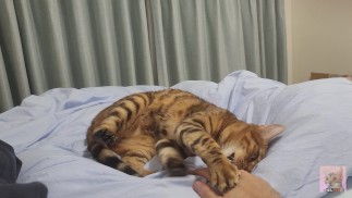 A furry kitty invites you to bed at night ... . I want to spend time with you.