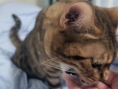 Sexy furry kitty tastes your stuff in bed.... The bed is sticky with her drool....
