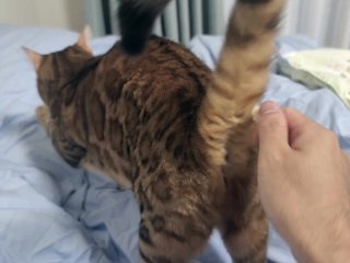 Sexy furry kitty tastes your stuff in bed.... The bed is sticky with her drool....