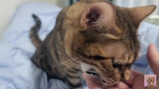 Sexy furry kitty tastes your stuff in bed.... The bed is sticky with her drool....