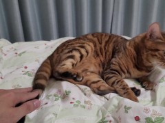 I want you to leave the kitty alone to play by itself ... .