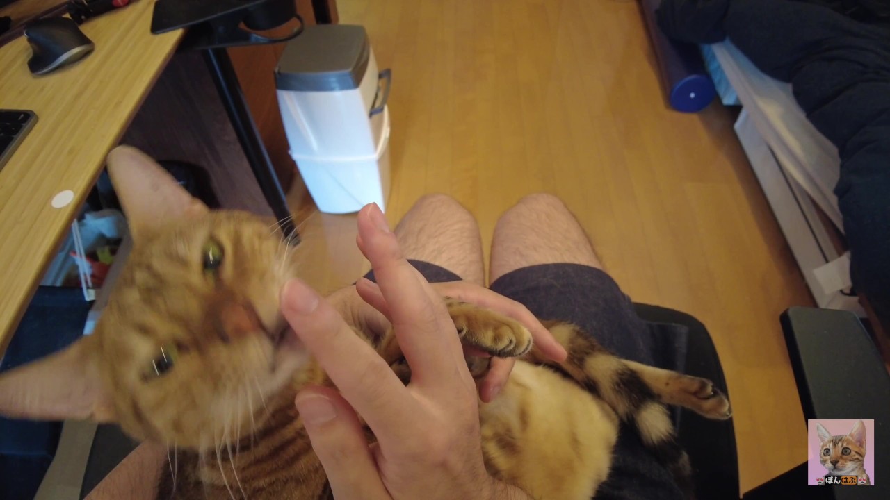 Jugar con los gatitos. Sin censura, POV.