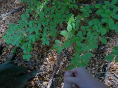 Guy pees in the forest and gets horny and jerks off until he squirts cum in slow motion