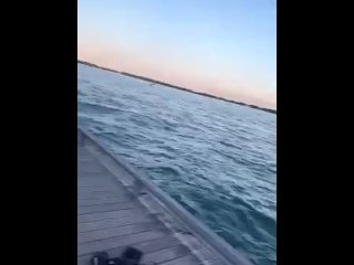 Jumping into Lake Ontario