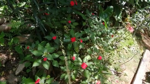 Mijando em flores 🌷 silvestres _ Urinando a liberdade 💦 _Pee na natureza