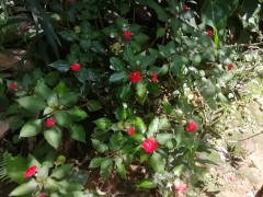 Peeing To Wild Flowers 🌷_ Urinating Freedom 💦_Pee In nature