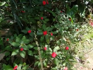 Mijando Em Flores 🌷 Silvestres _ Urinando a Liberdade 💦 _pee Na Natureza