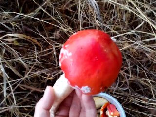 collected amanita muscaria and golden rain
