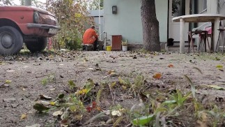 Autumn in the yard