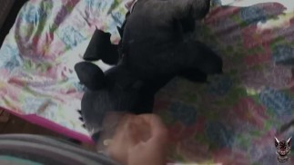 Веселье Беззубика Дракона 22