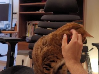 Kitty doesn't want to leave you.