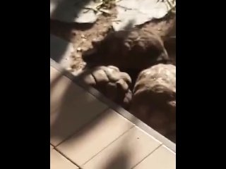 SE HIZO UN DOCUMENTAL Y TERMINO EN TRIO