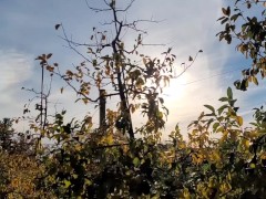 Apple Pissing - Screenshot 15 of 16 - Public Amateur