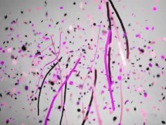 Classy Filth enjoys pissing in the cleaner's mop bucket