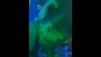 Зеленый означает: «Быстро или медленно, просто взорви меня» (aka FrankD'best')с A'muñeca