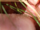 Sexy mouth, tongue and throat tease with blade of grass