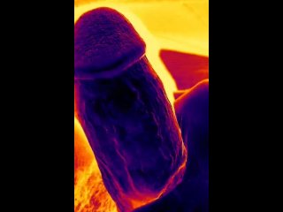 Stroking my cock until someone sucks it