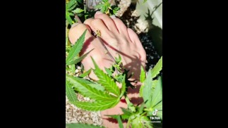 День на солнце