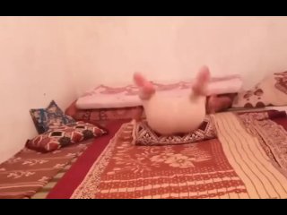 حوية فمولات الطرف جبتو فيها لداخل اح اح