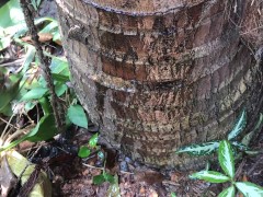 What Happened When I Peed on the Tree