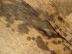 FUCVph4 Jessica May 2nd official cum facial w/ Monica Sweetheart CUMSHOT only